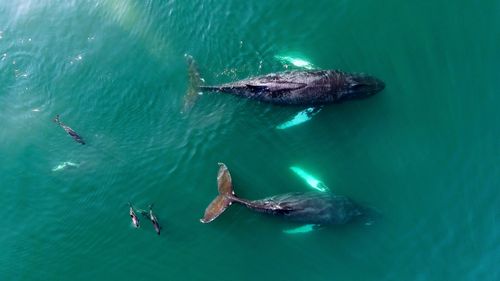 Bay of Fundy, Whales and Dolphins