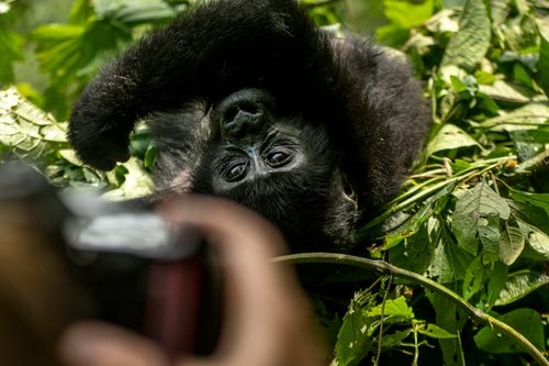 Zanzibar to the Gorillas