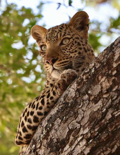 TRACKS SAFARIS