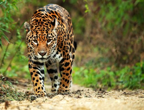 An adventure through Brazil