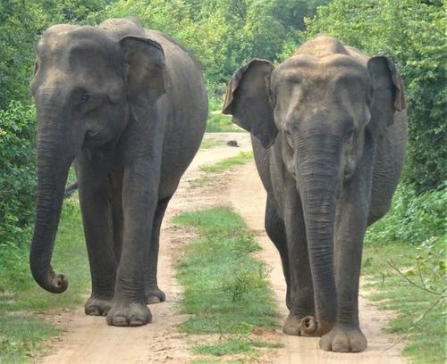 Sri Lanka Wildlife