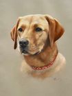 Animal Commissions