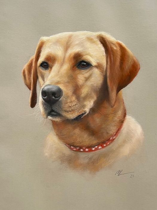 Animal Commissions