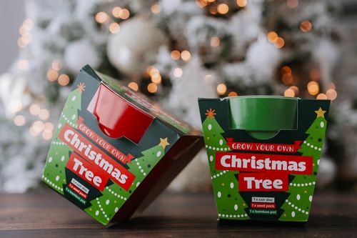 Grow Your Own Christmas Tree