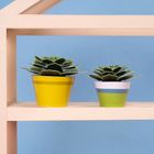 Make Your Soothing Succulent Paper Plant