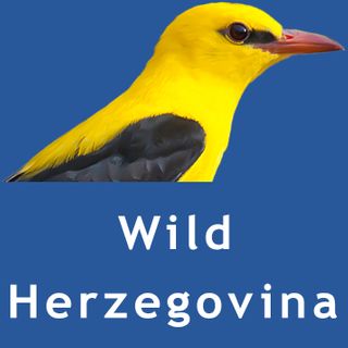 Exhibitor profile image for Wild Herzegovina