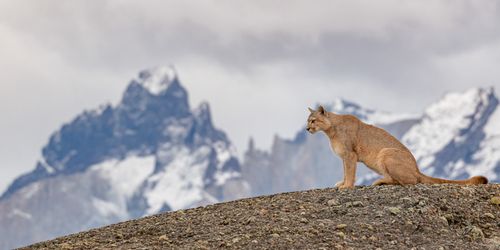 Patagonia Wilderness and Wildlife