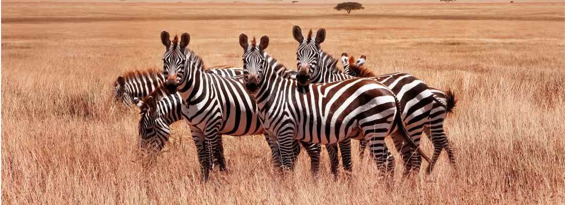 Cover image - African Star Tours