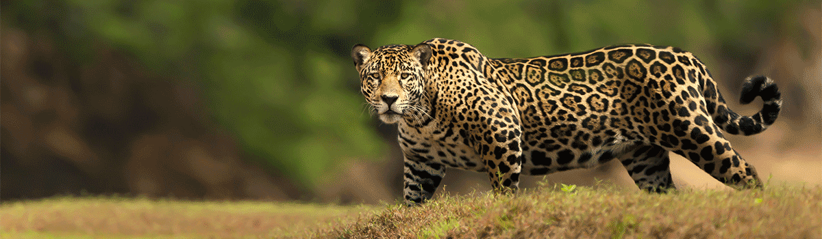 Wildlife Worldwide
