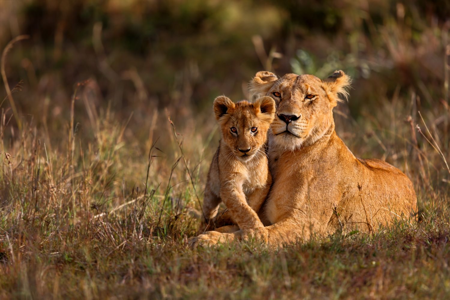 Take me to Africa