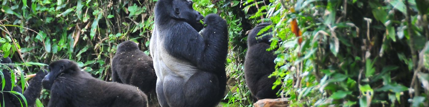 Gorillas and Wildlife Safaris