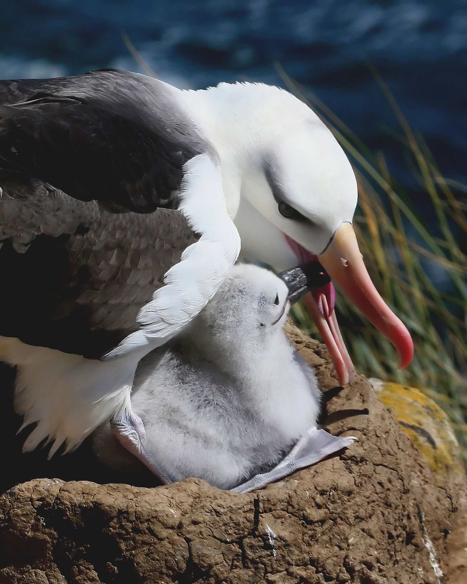 Cover image - Falkland Islands Holidays