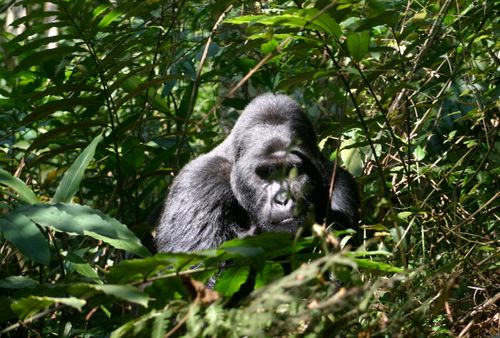 Gorilla Trekking in Bwindi National Park Uganda