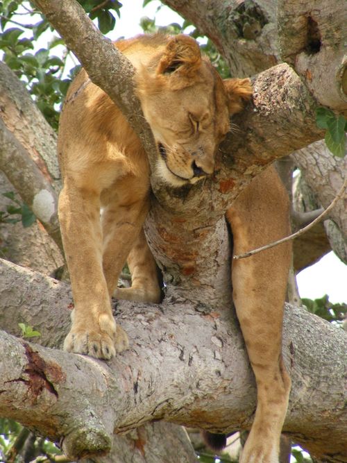Tree Climbing Lions of Queen Elizabeth National Park Uganda