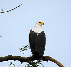 Birds of Uganda - Over 1000 species