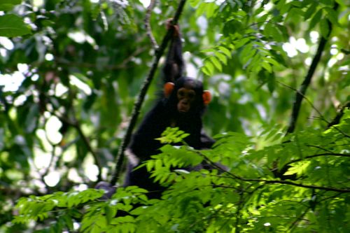 Chimpanzees in Kibale National Park Uganda