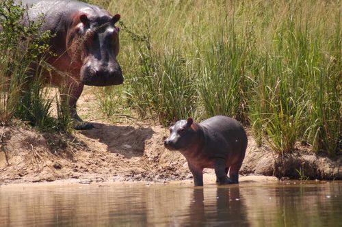 Murchison Falls National Park & Wildlife