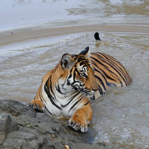 Pics Wildlife and Birds