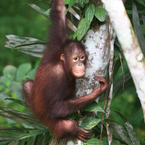 South East Asia & Australasia