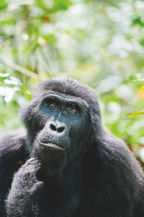 Faraway Places: Uganda