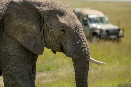 Masai Mara & Gorillas