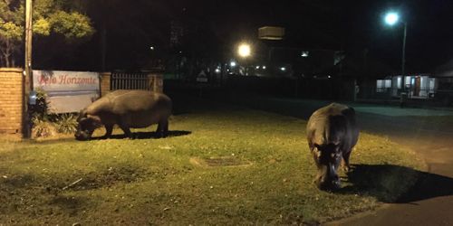 Hippos roam the streets