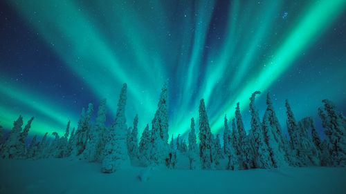 Inghams Lapland