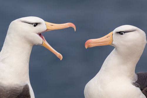 Wildlife of the Falkland Islands