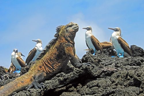 Once in a lifetime Galapagos Islands