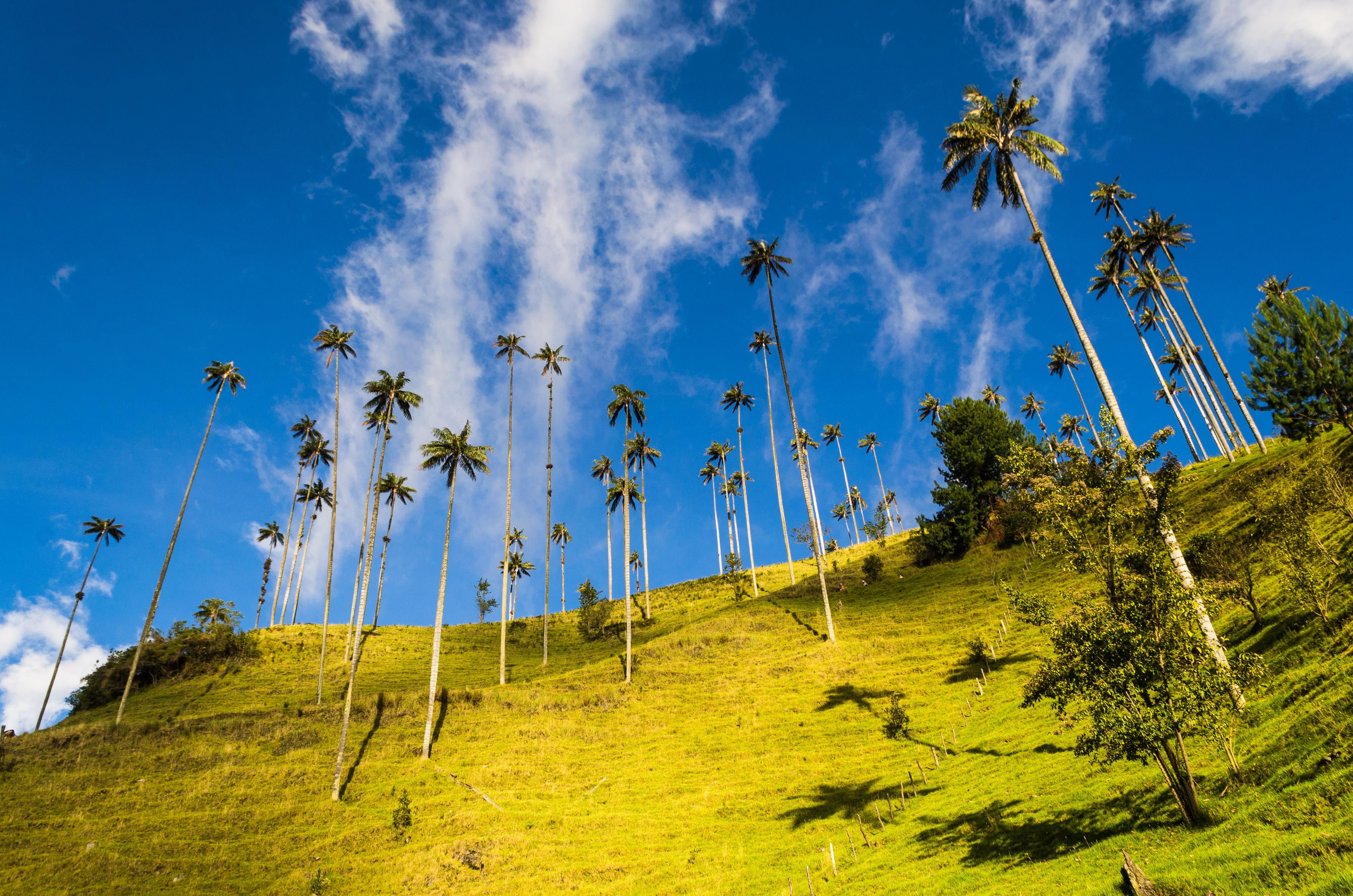 Cocora valley
