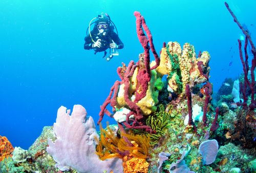 The Caribbean's No.1 dive destination