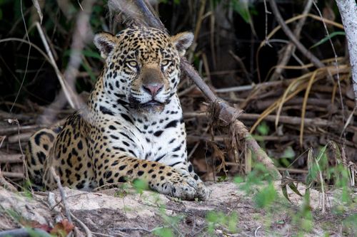 Brazils Pantanal - Jaguars