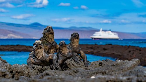 Galápagos: Witness Evolution in Action
