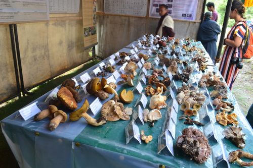 Matsutake Mushroom Festival Tour [14 Days/13 Nights] Price from $3350 (£2500) per person