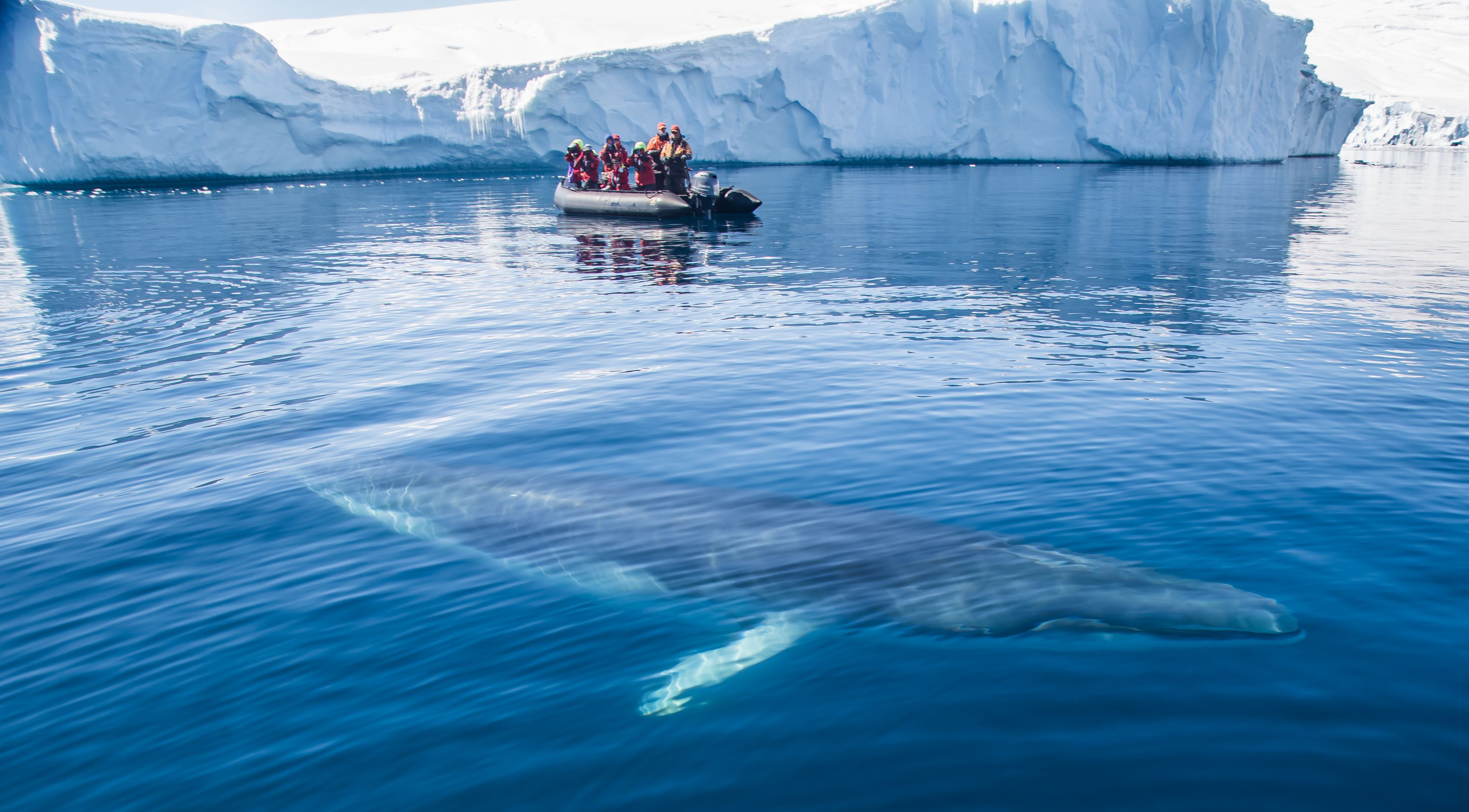 Audley - Antarctica