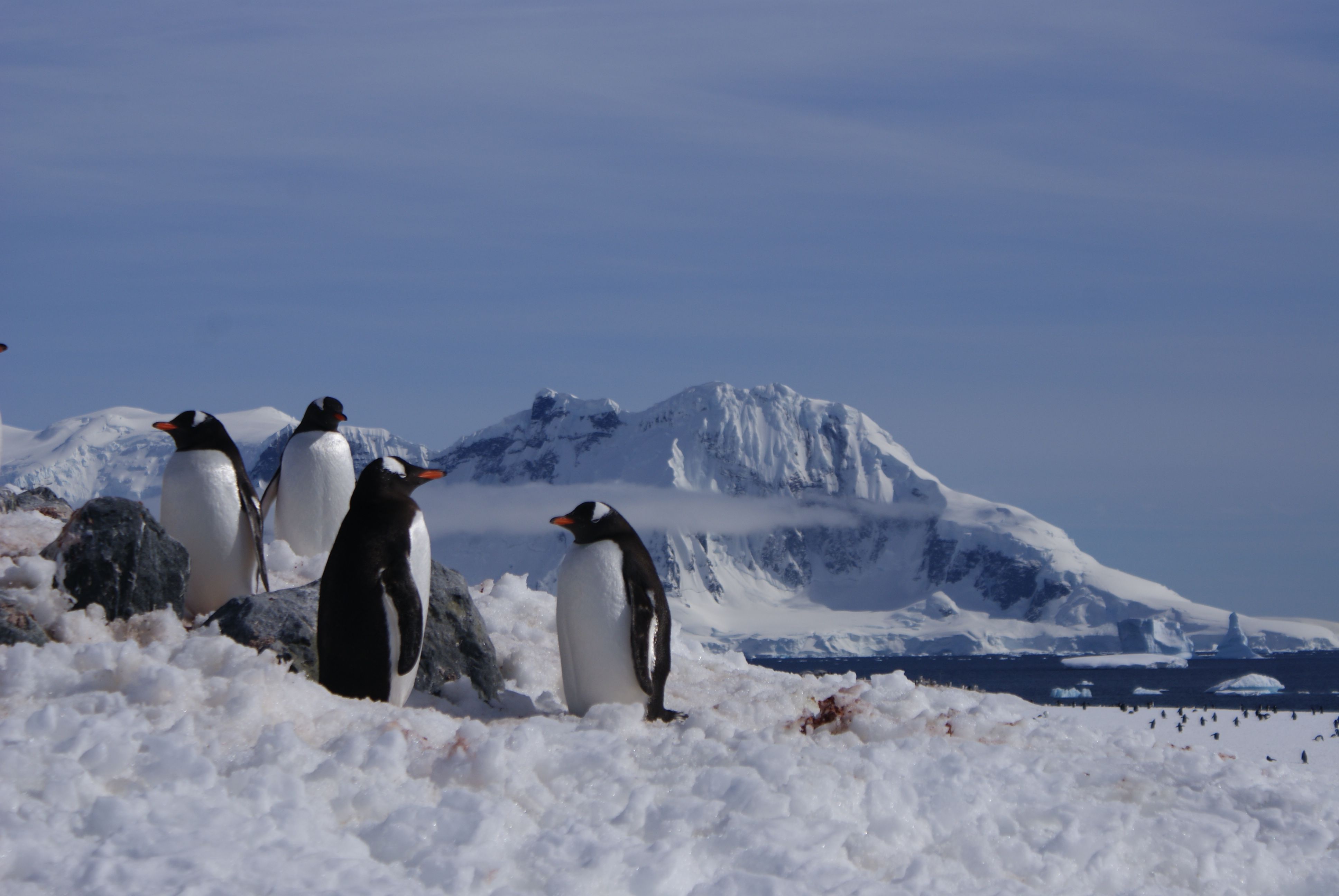 Audley Antarctica