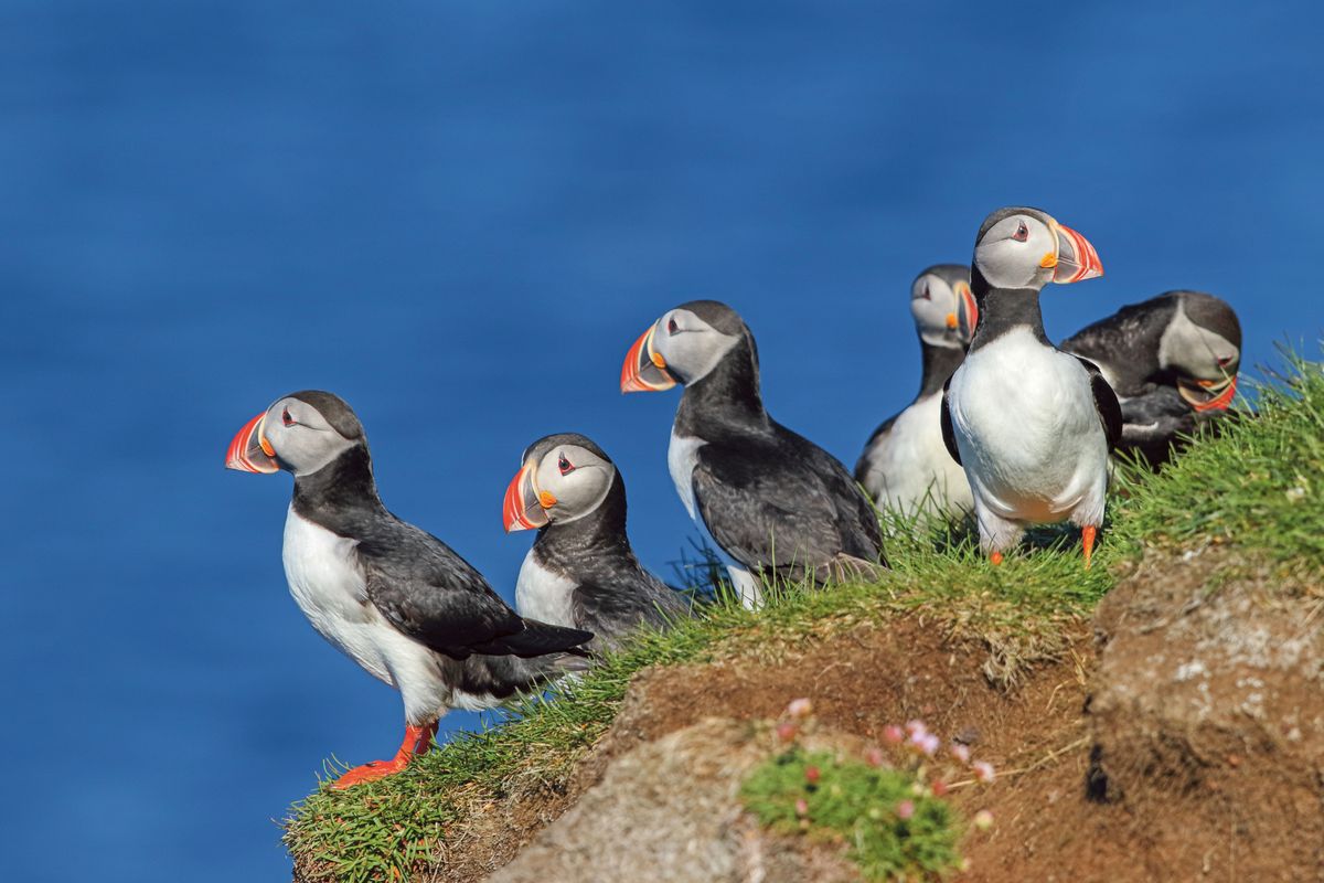 Exceptional Reasons to Visit the Arctic & Fjords