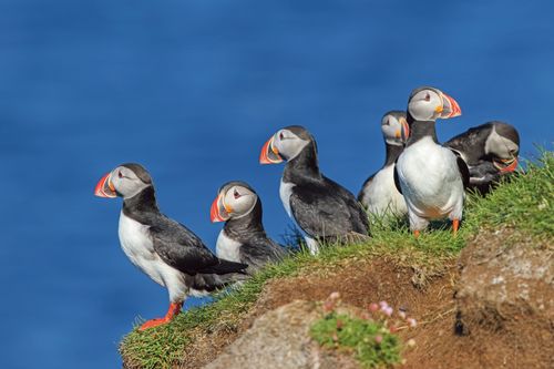 Exceptional Reasons to Visit the Arctic & Fjords