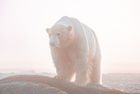 Natural Wonders of Svalbard Micro Expedition Cruise with 12 Guests