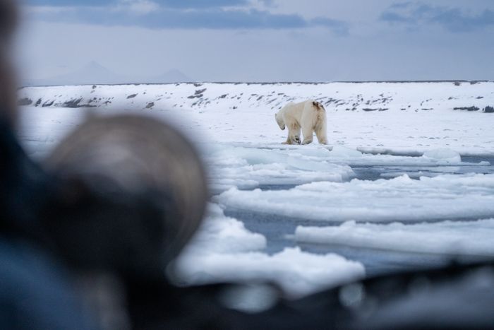 Svalbard Photography Expeditions with 12 Guests