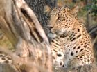 India - Yes, Tiger Tiger but also much more