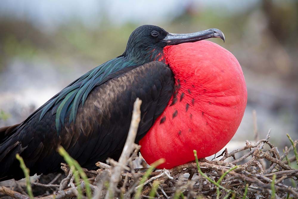 Luxury Galapagos Voyage