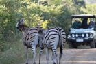 Victoria Falls: 4 nights - Victoria Falls to Pretoria