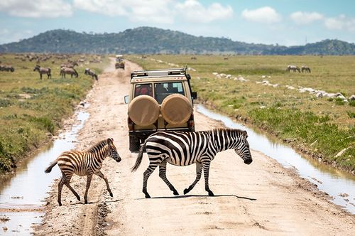 7 Days The Magical Tanzania Serengeti Safari
