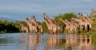 10 Days Best African Safari Vacation.