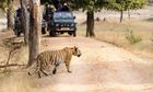 Tiger Safari from Mumbai or Delhi