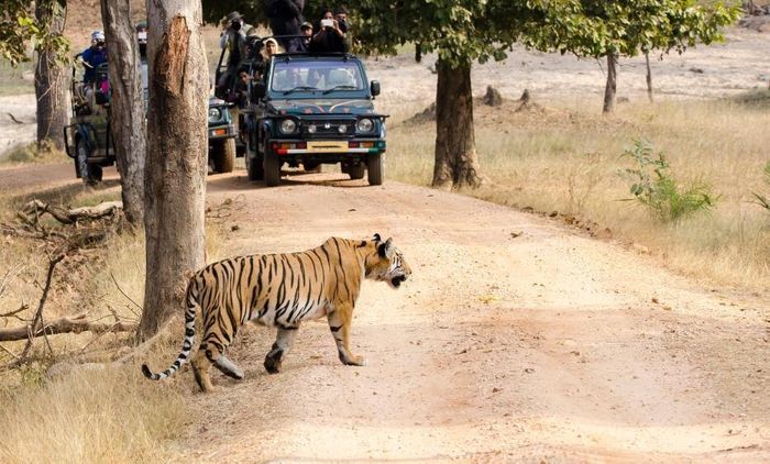 Tiger Safari from Mumbai or Delhi