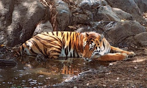 Tiger Safari from Mumbai or Delhi