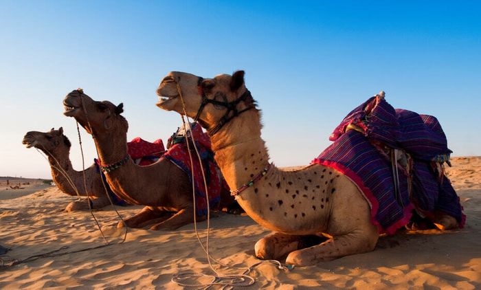 Exotic Rajasthan Group or Private Tour