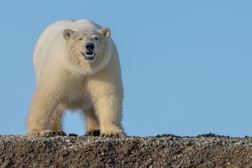 CLASSIC SVALBARD